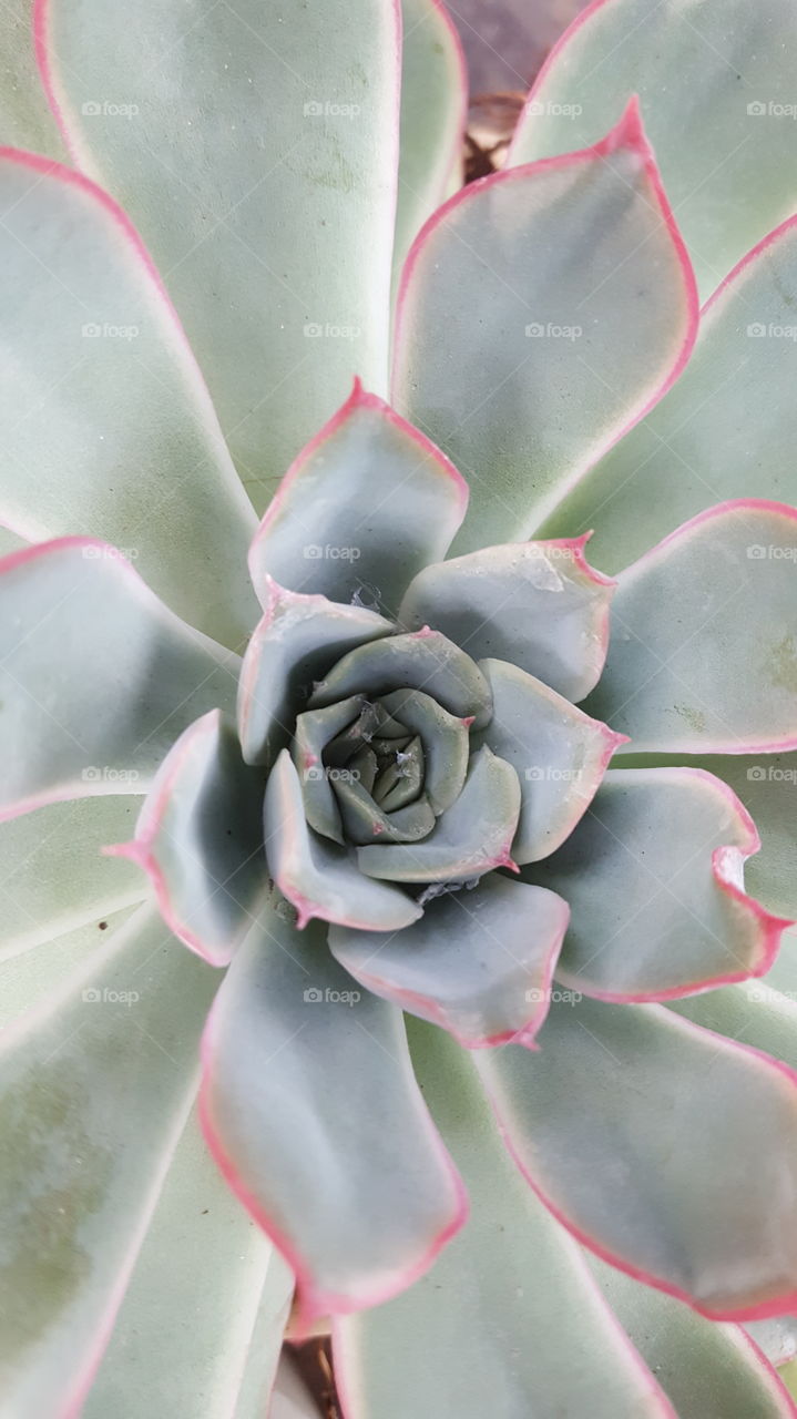 succulent