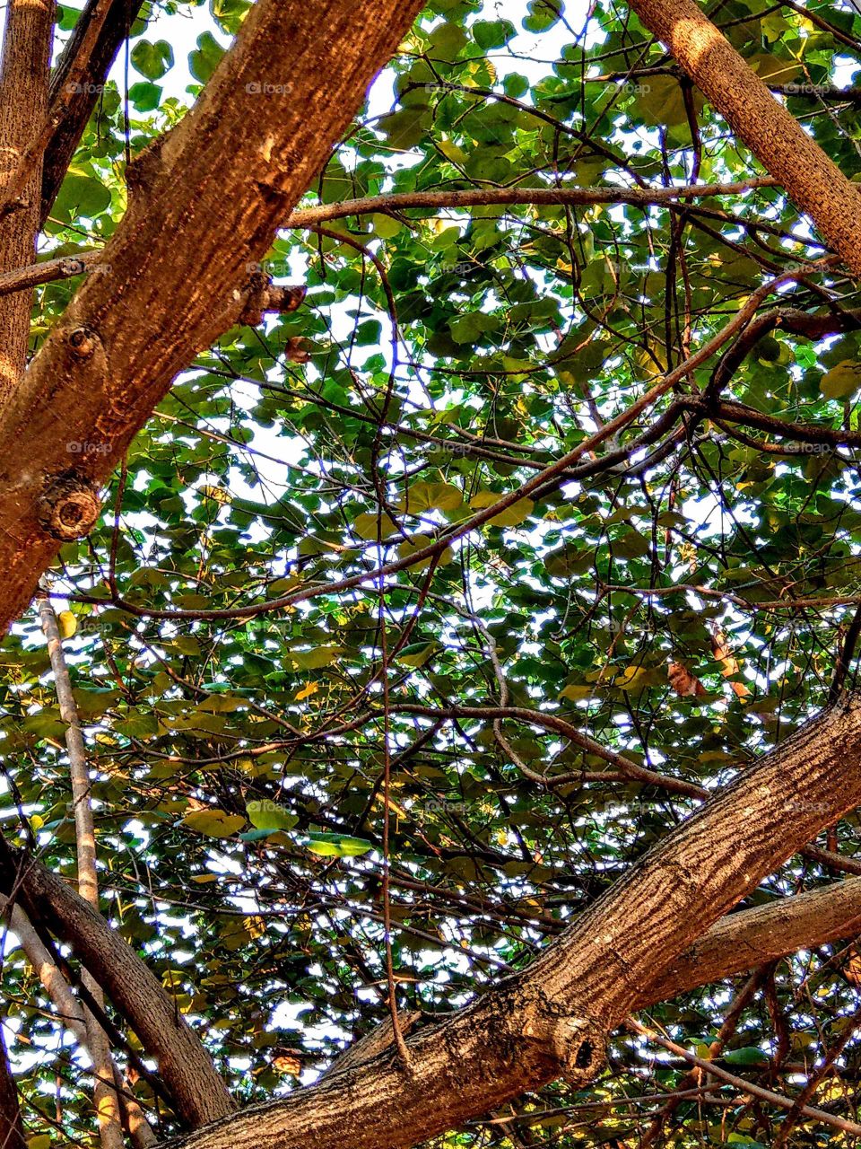 The branches around leaves of Linden Hibiscus. it looks a drawing.