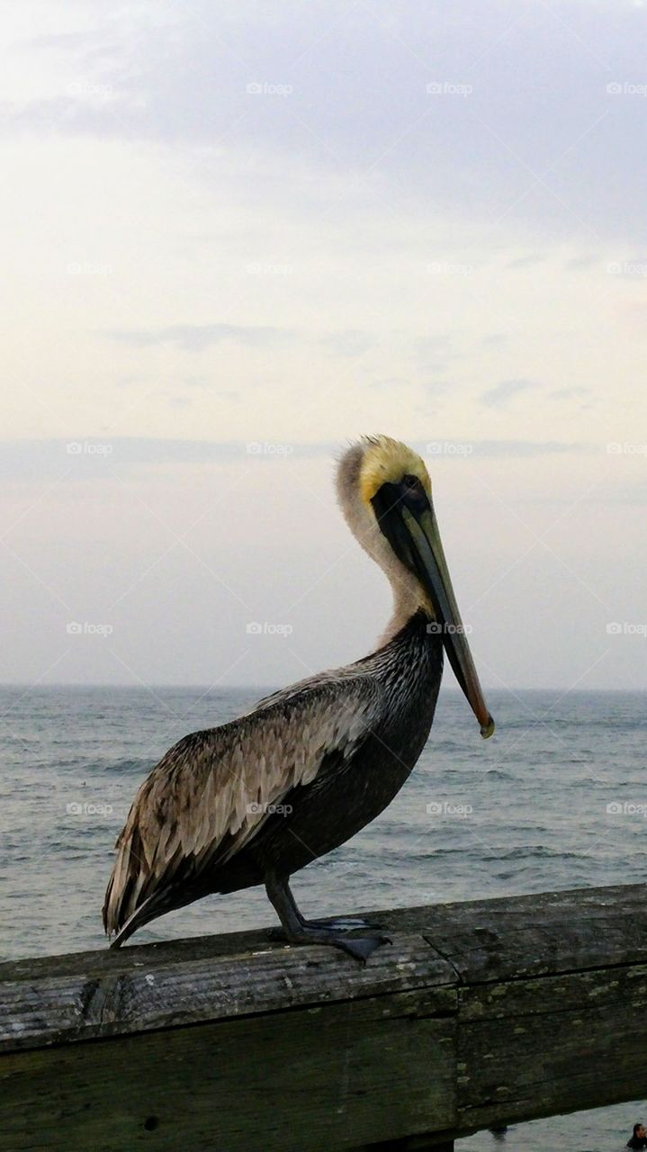 A Beautiful Pelican at a Foggy Beach
