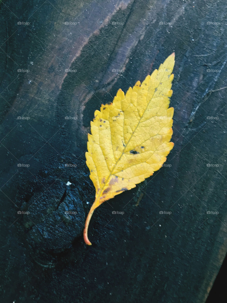 Autumn leaf 