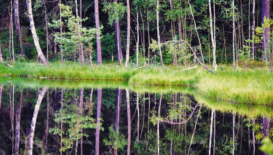 trees reflected in dark water