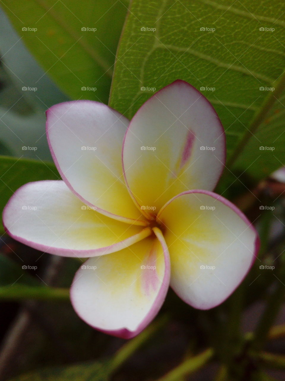 White, Pink, and Yellow Flower