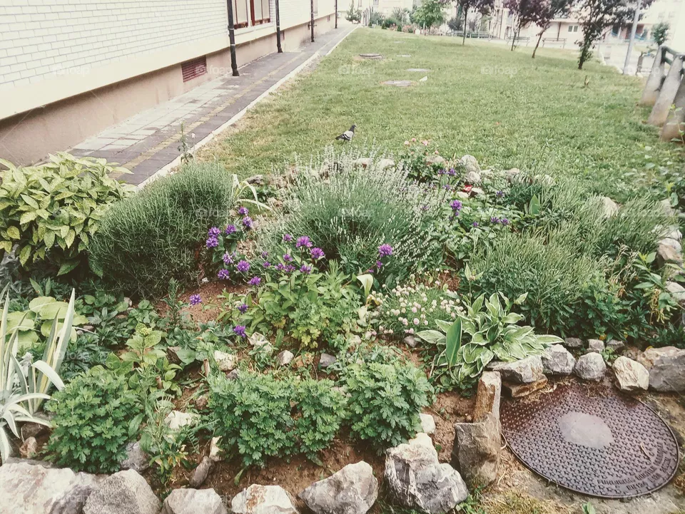 garden