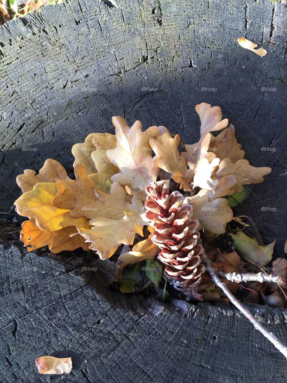 Autumn in the forest 