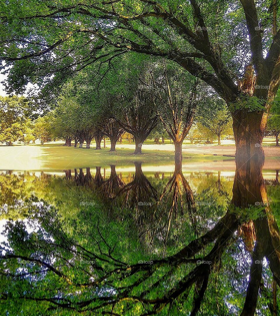 Park reflection 