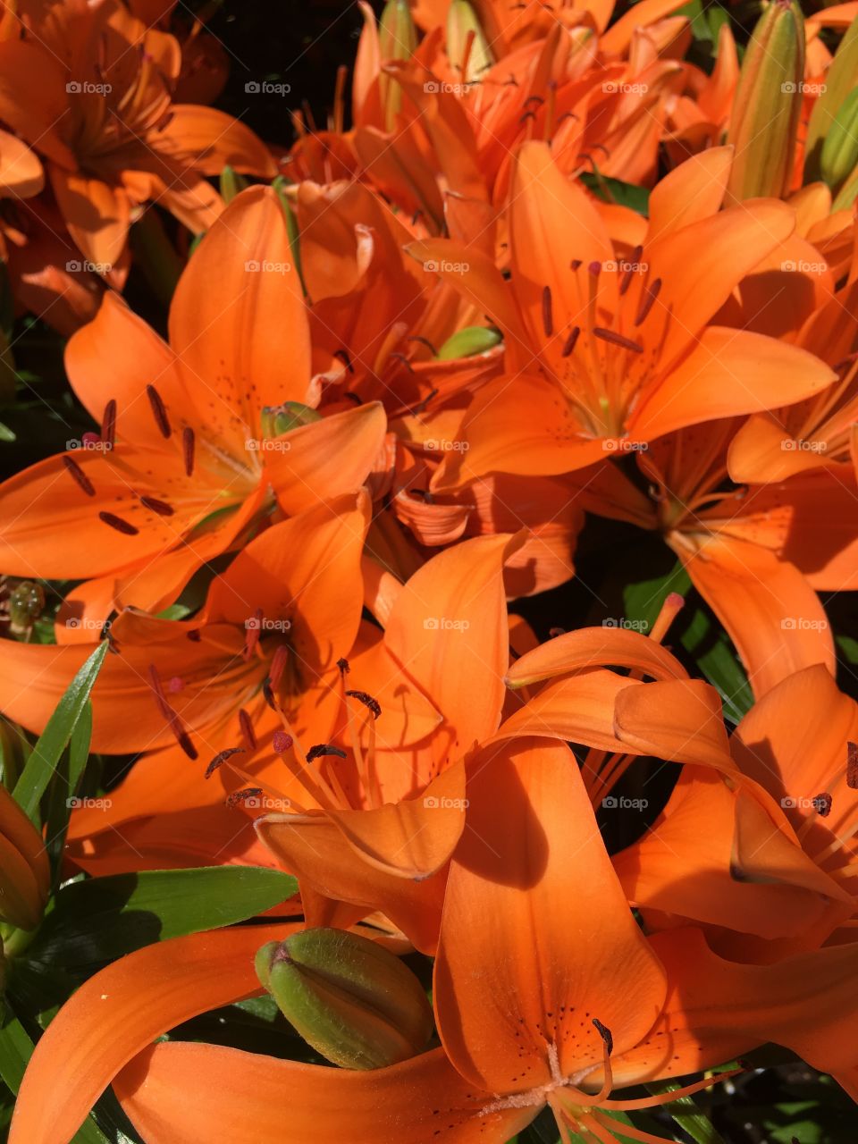 Orange lilies