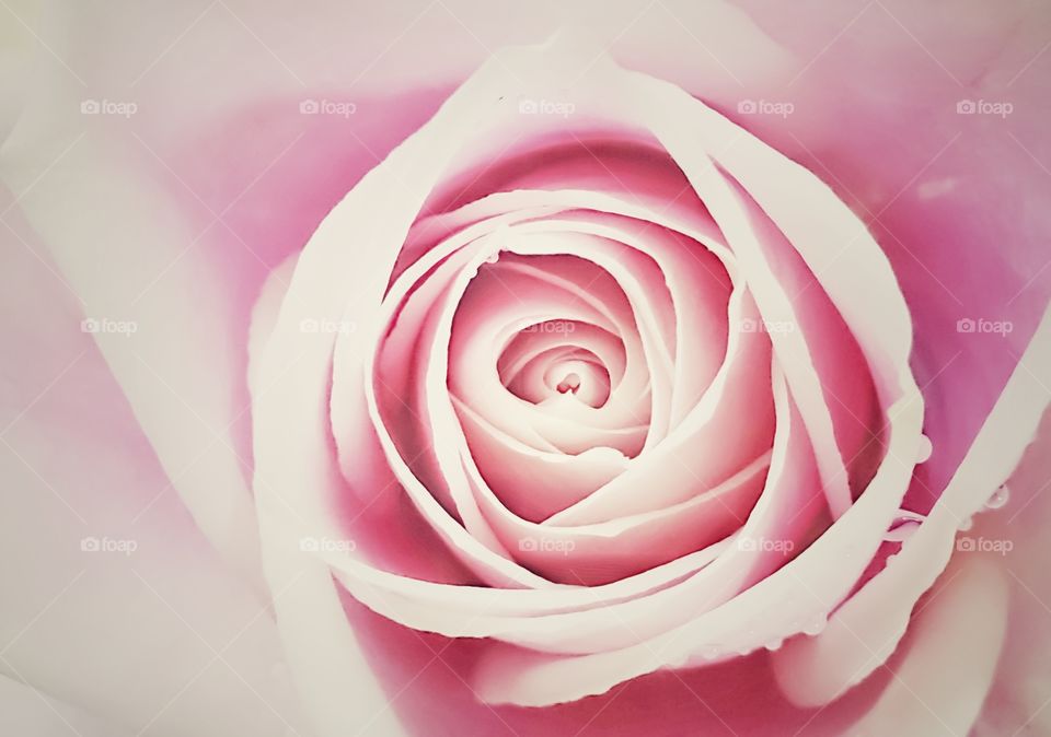 close up to Pink rose