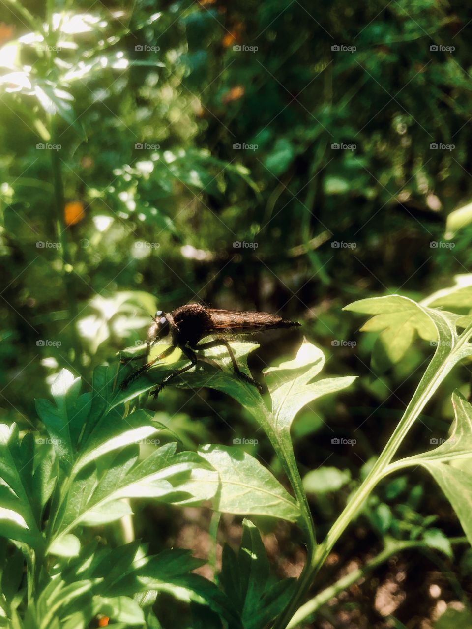 This little guy in the garden 