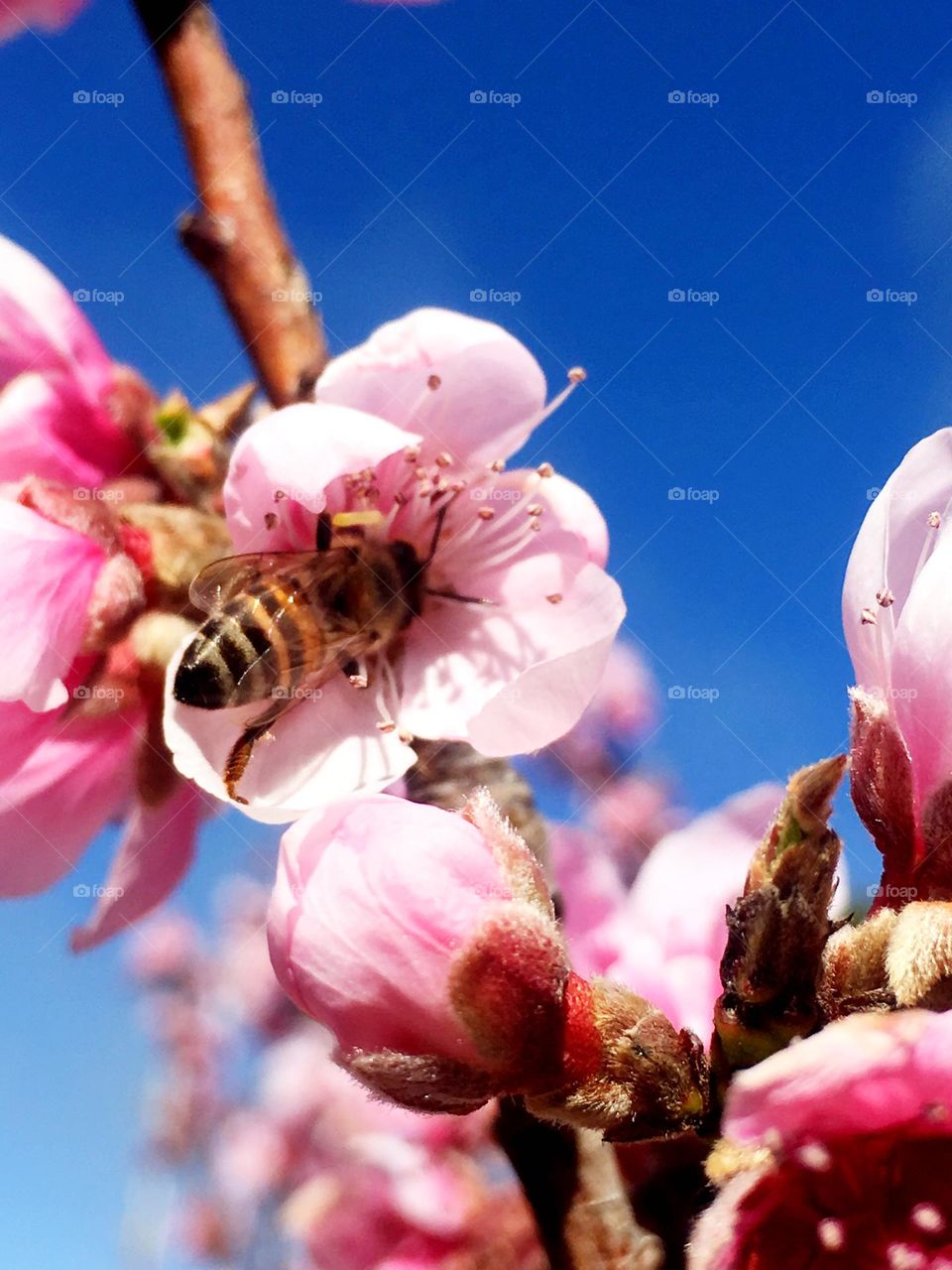 Nee on spring blossom
