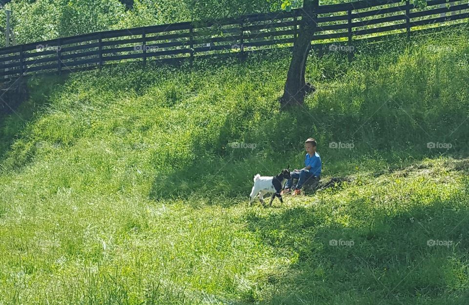 Grass, Nature, Landscape, Summer, Rural