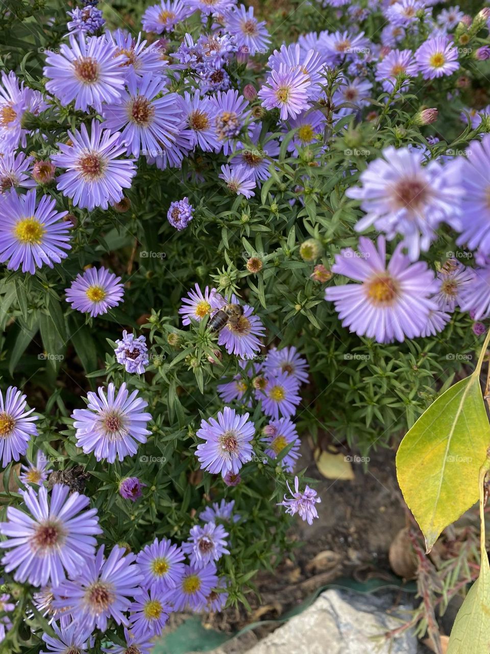 #chrysanthemum #bee#purple #