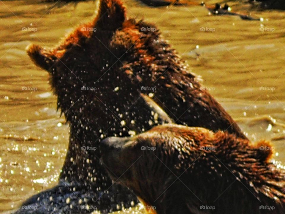 Grizzly Bears Wrestling In A River