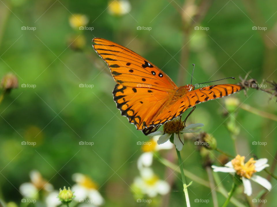 Gulf Fritillary