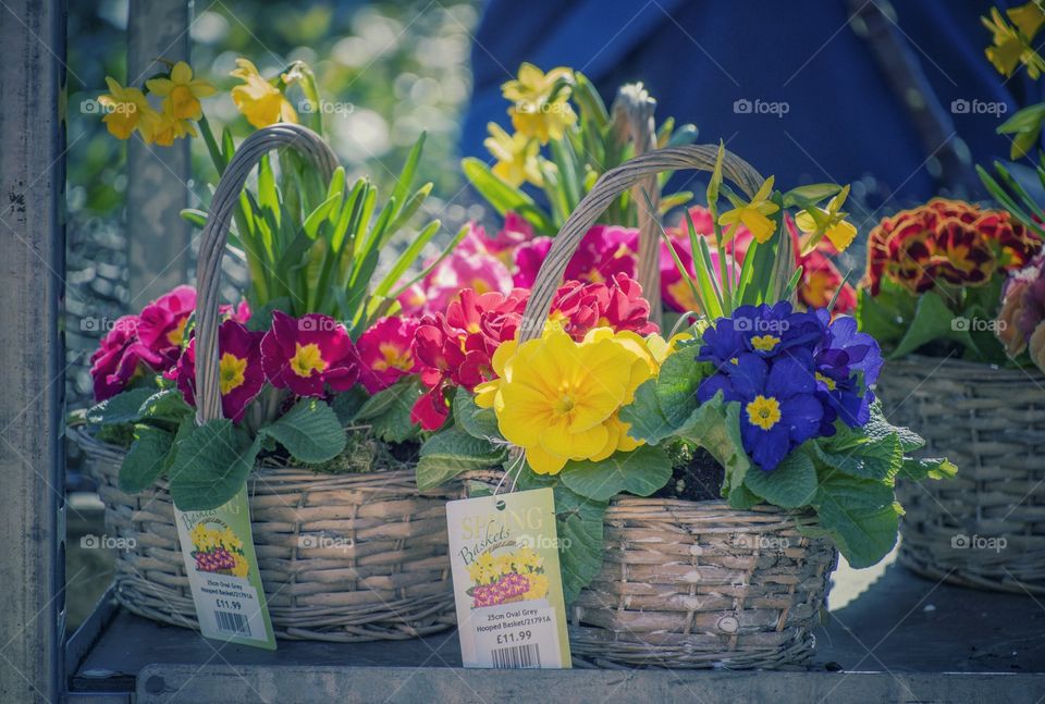 Plants. Garden centre