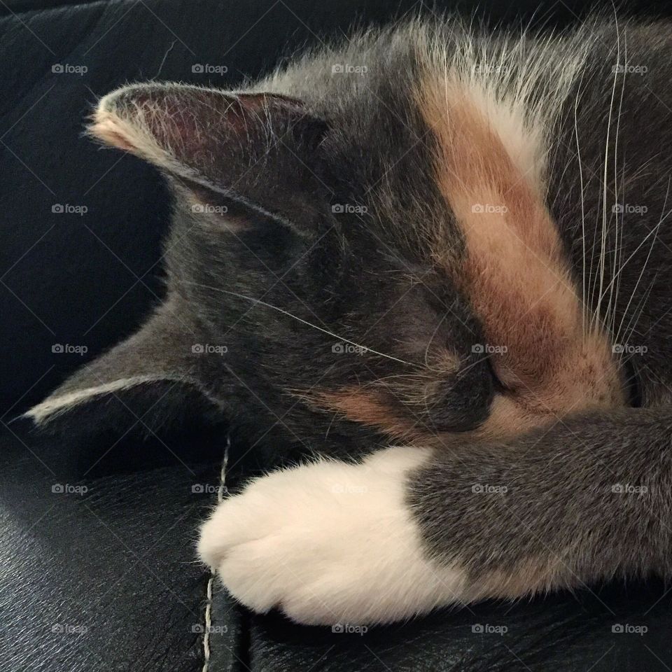 Sleepy Farrah, our tabby mix cat 
