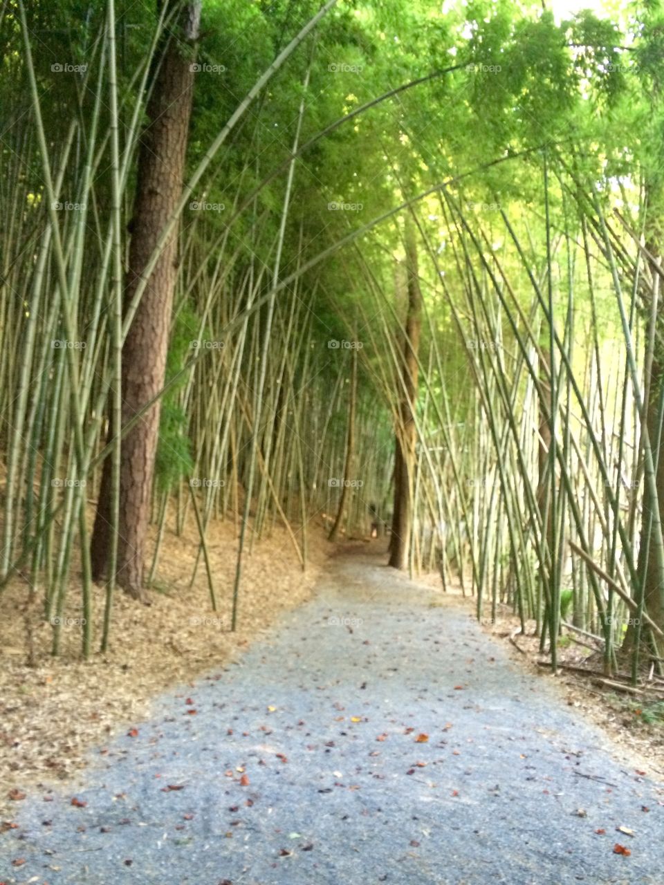 Bamboo Forest. Bamboo Forest