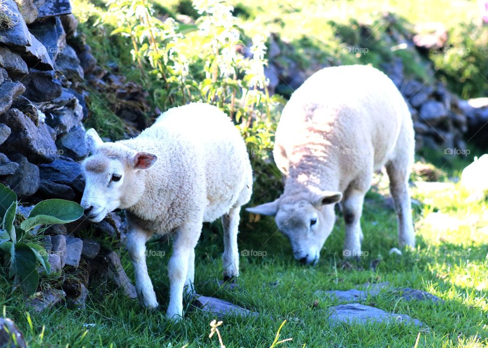 Animals, lamb, sheep, farm, mountain animals, ireland