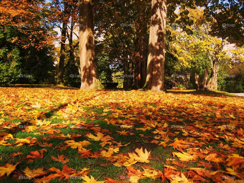 Stanley park fall