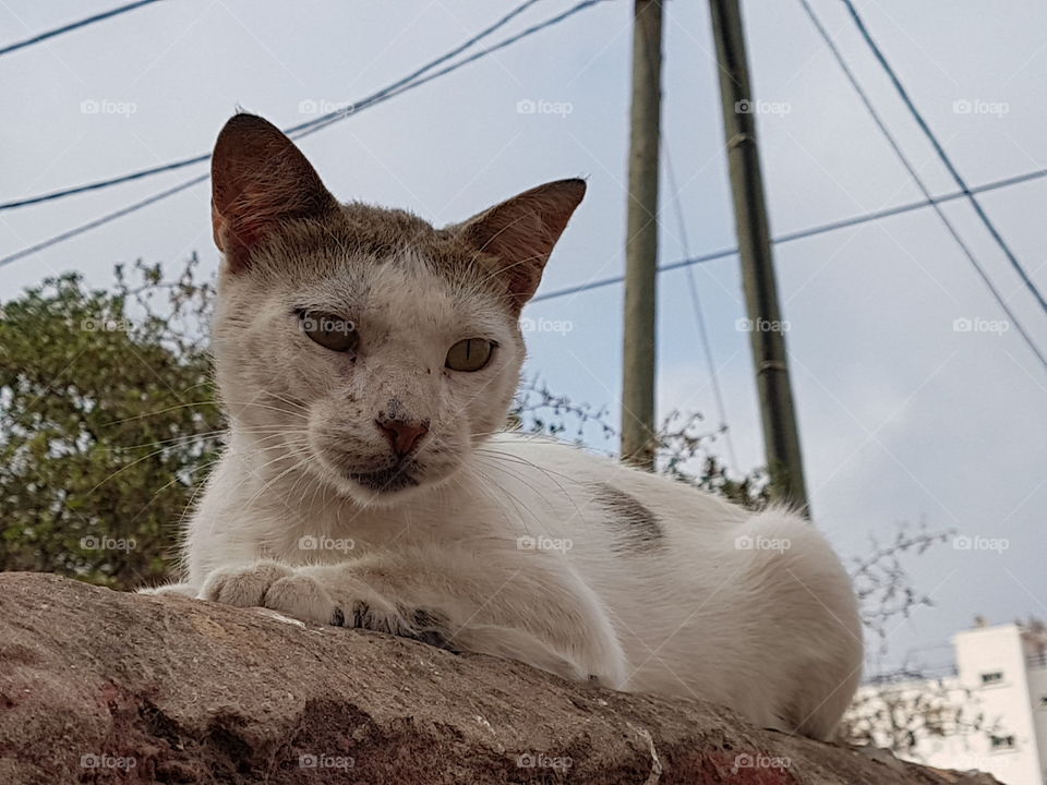 dirty cat outdoor hungry white dream to eat