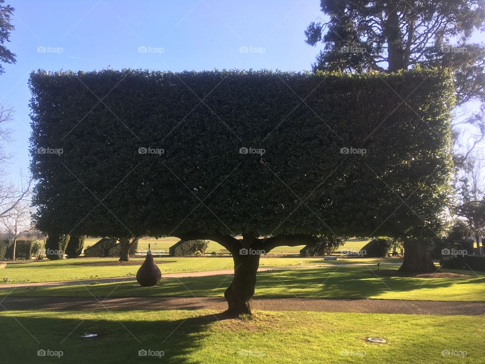 A tree in the grounds of The Grove Hotel nr Watford, Hertfordshire, sculpted to a cuboid shape, on a sunny Winter afternoon.