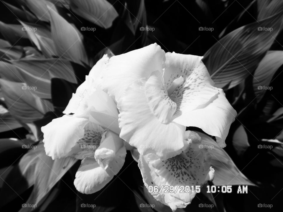 spring flowers 💐. This is a picture of a beautiful flower 🌸 that I saw while out exploring this morning in Graham Texas