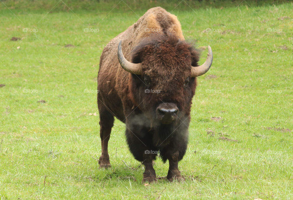 Great American Bison