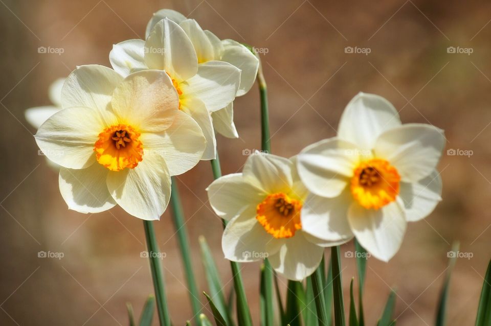 Daffodils