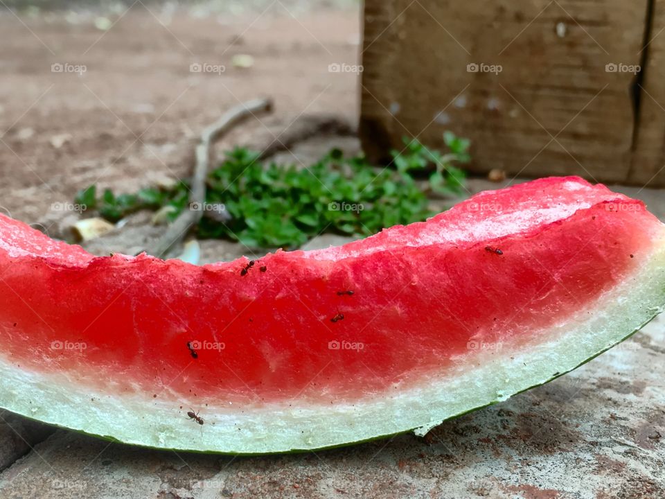 Tiny worker ants feeding on a bright red slice of watermelon 