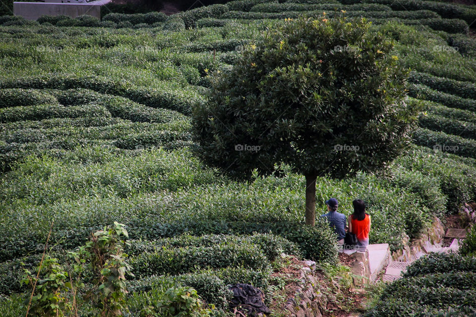 A couple relaxing and enjoying eachothers company in a tea plantage in hangzhou China.