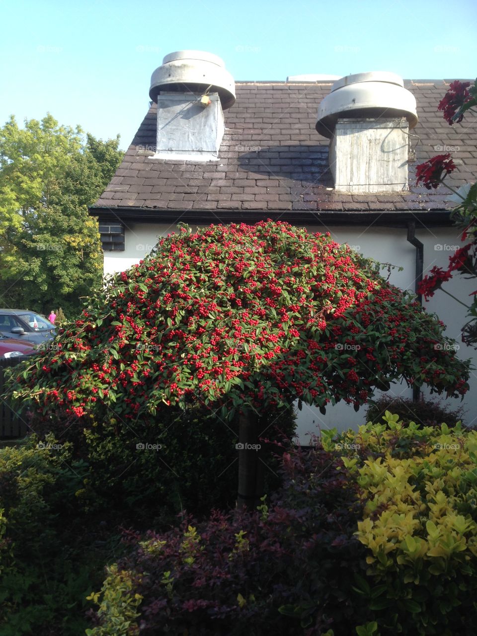 Berrys on bush. Found this bush full of fruit glowing in the sun 