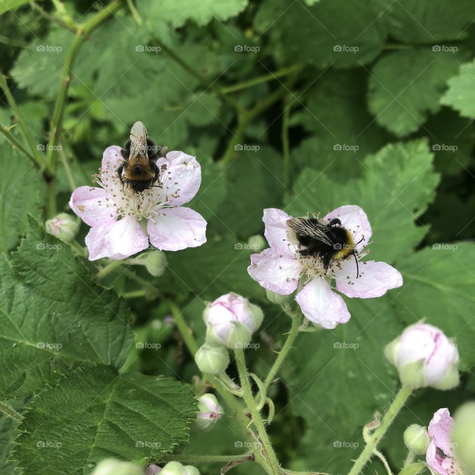 Two English bees on pink blossom flowers 