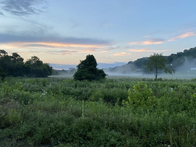 Landscape with fog