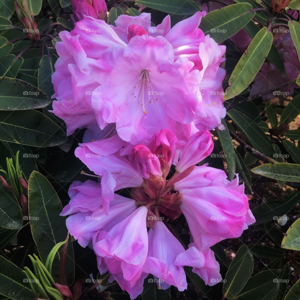 Lavender Flower Rhododendron