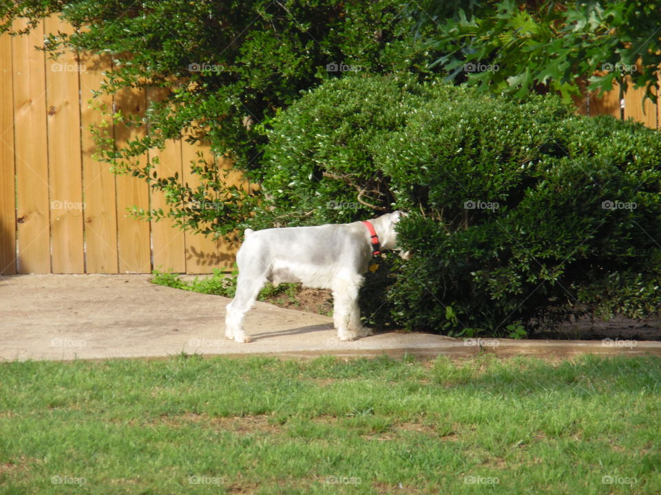 frosty the snowman. my puppy has chased a frog under this bush