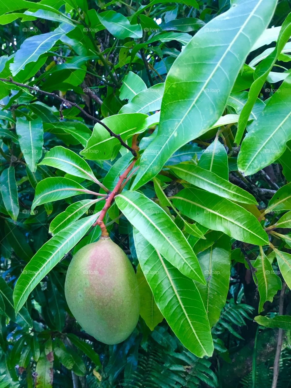 Mango tree with young fruit