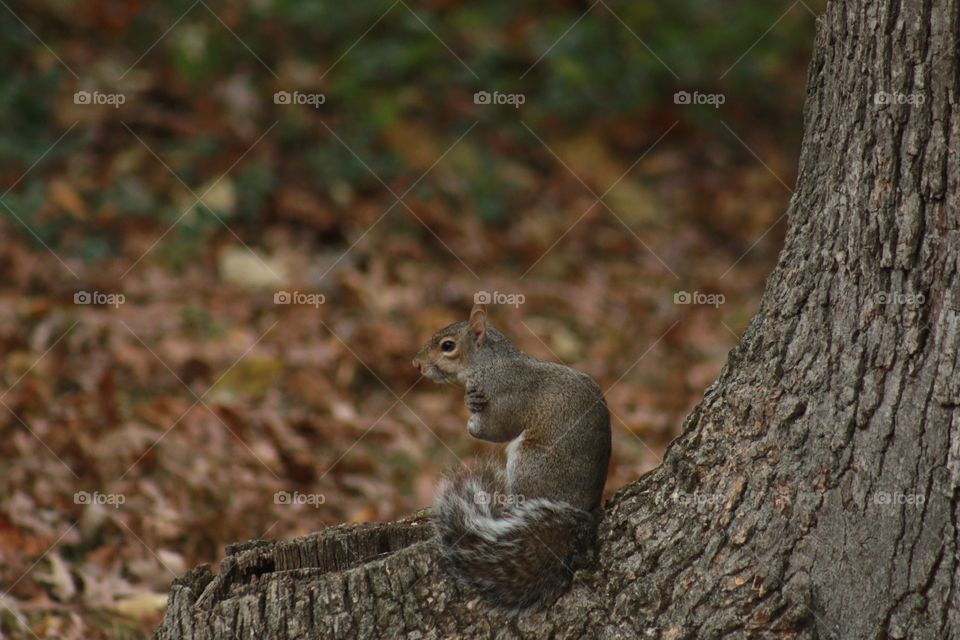 Squirrel feeling the cold days 