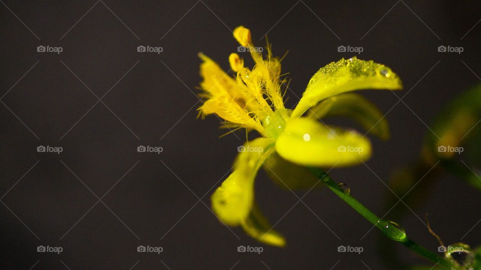 Tiny flower bulbine with drop of water