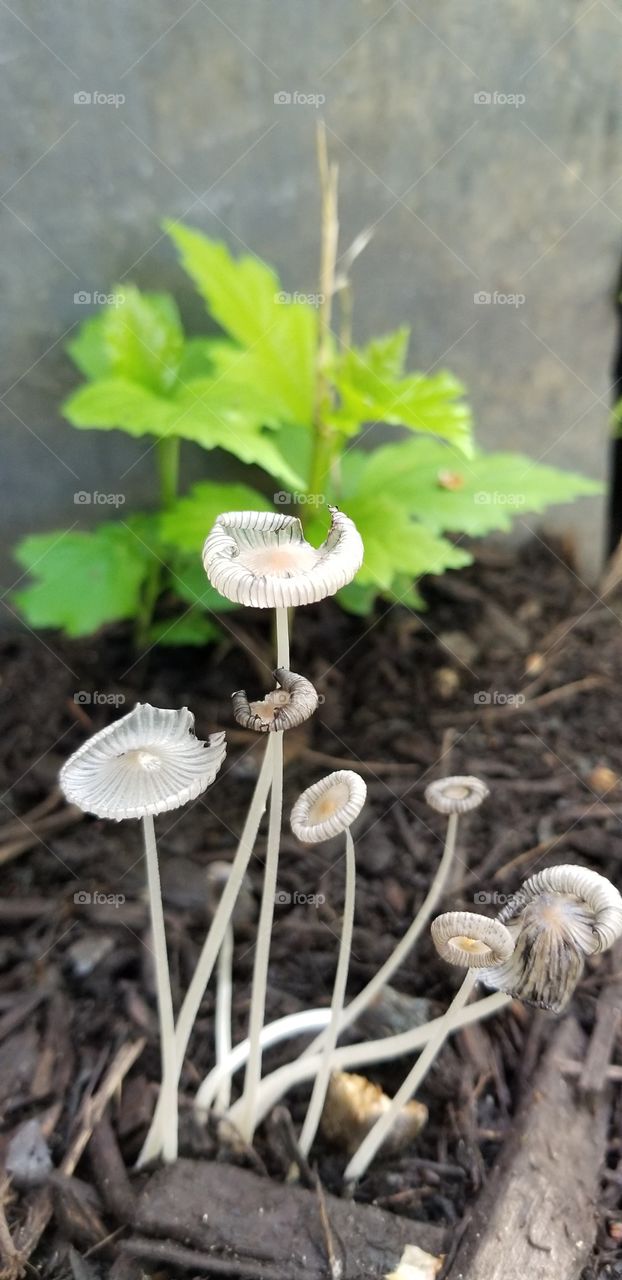 wild shrooms