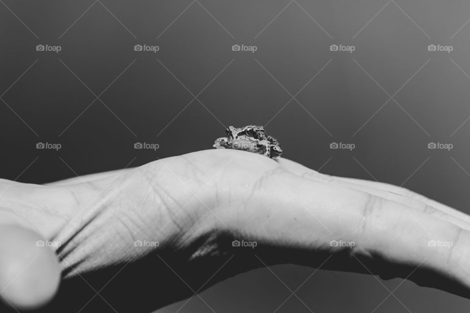 A black and white portrait of a small baby frog sitting on a person's hand waiting for a good time to jump of.