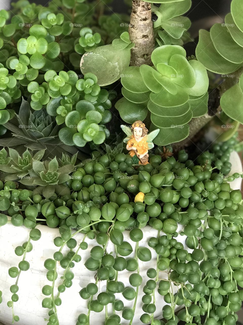 Fairy and succulents 