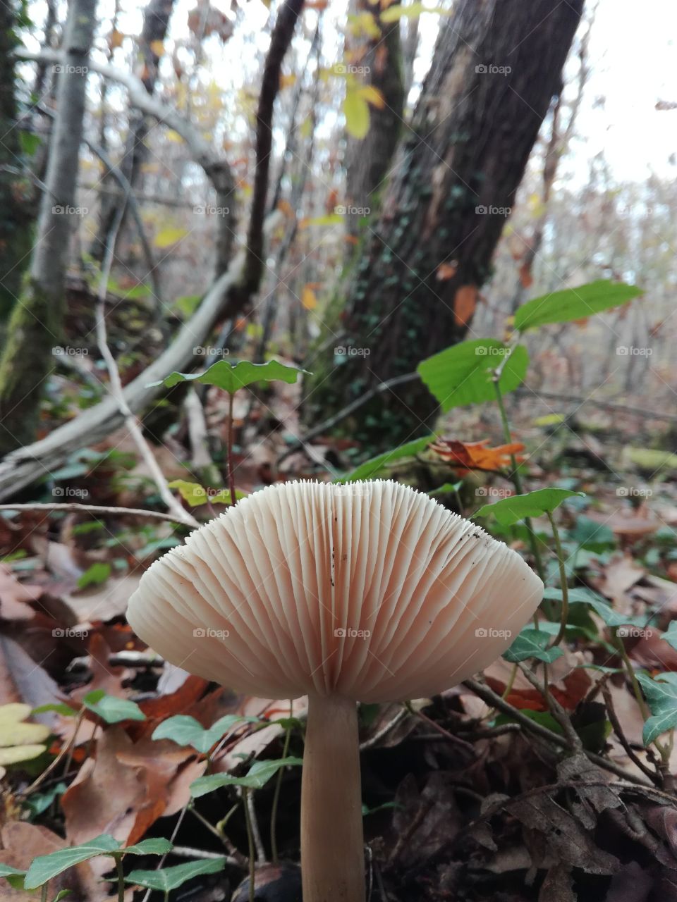 mushroom