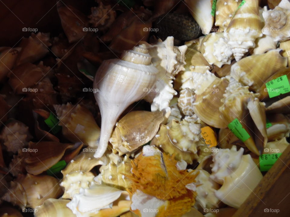 sea shells. This is a vacation photo 📷 that I took while visiting port Aransas Texas
