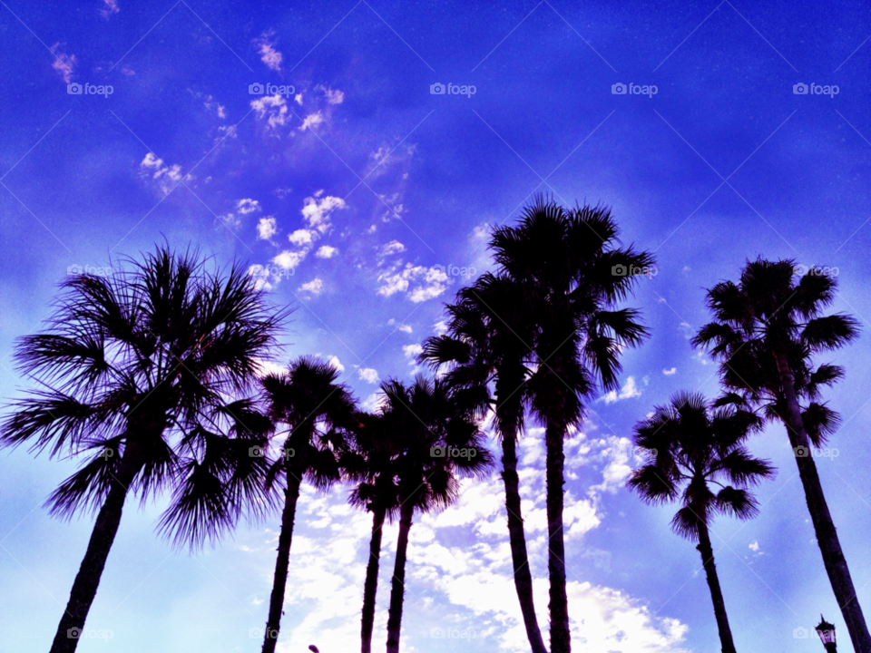 sky blue palm clouds by bcpix