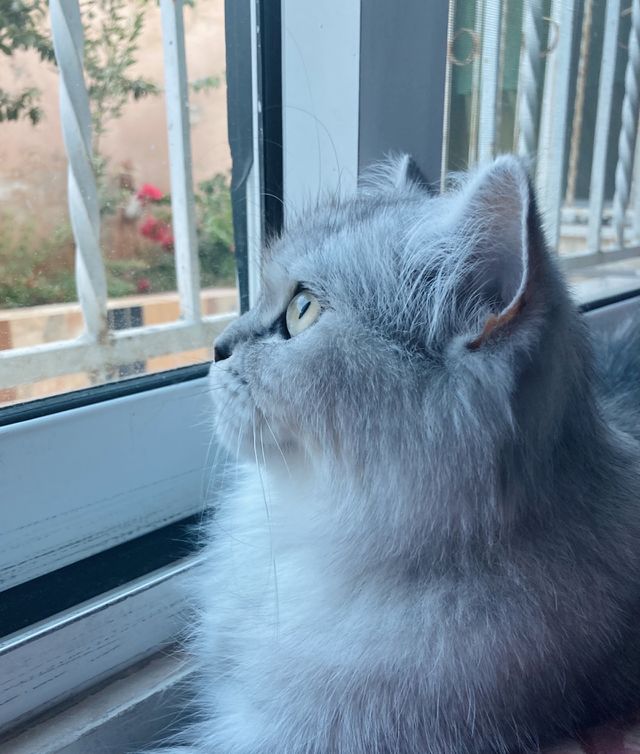 adorable cat ash