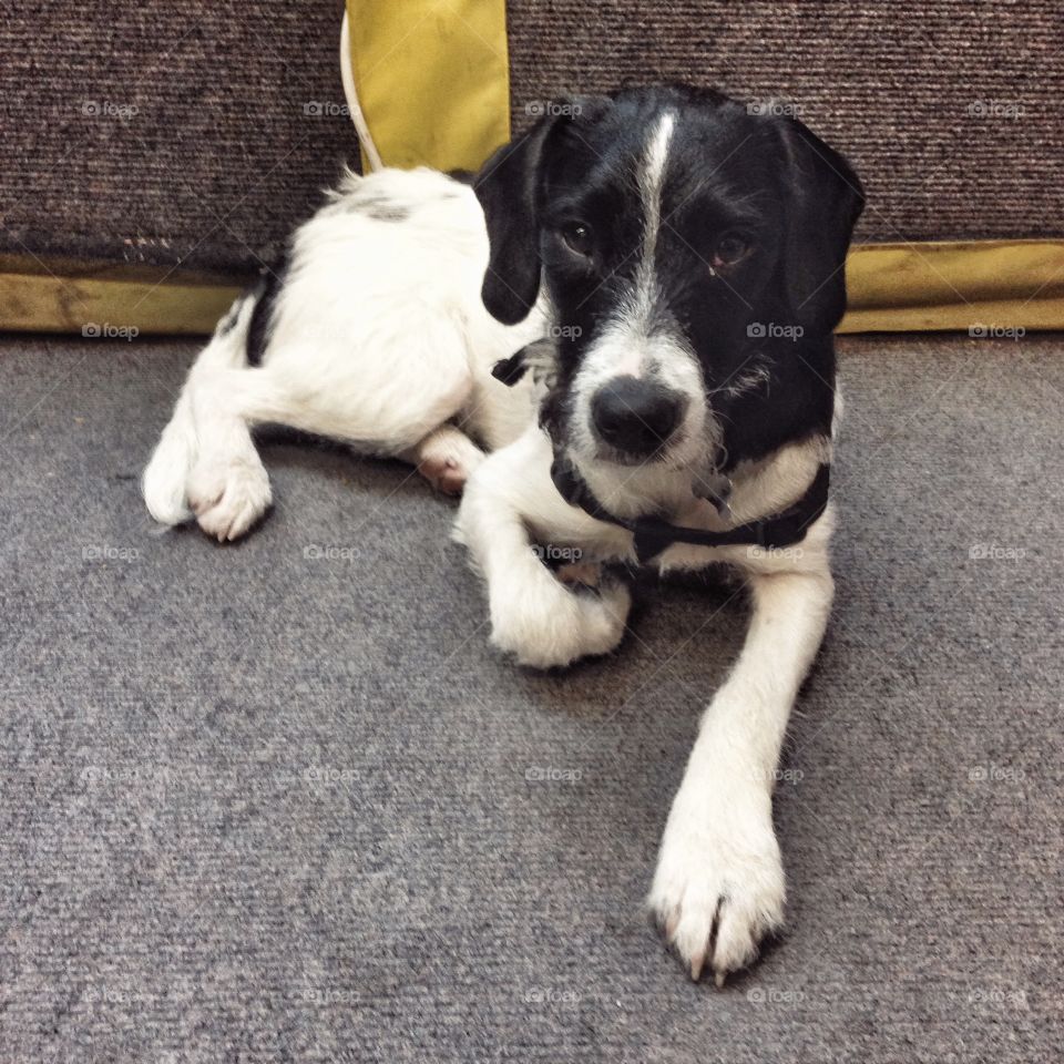 Dog, Canine, Pet, Mammal, Animal