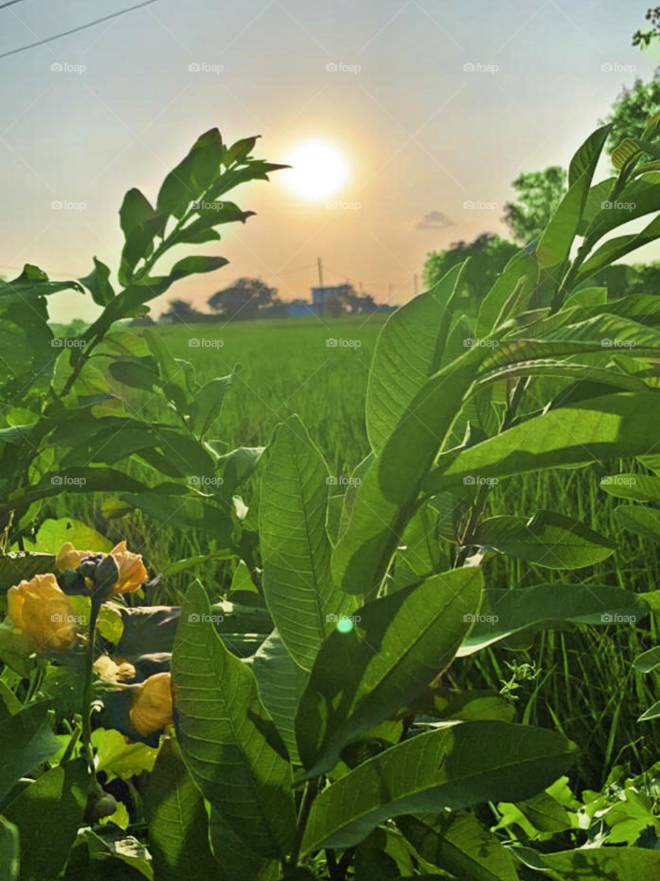 Gardens are not made by singing ‘Oh, how beautiful,’ and sitting in the shade.