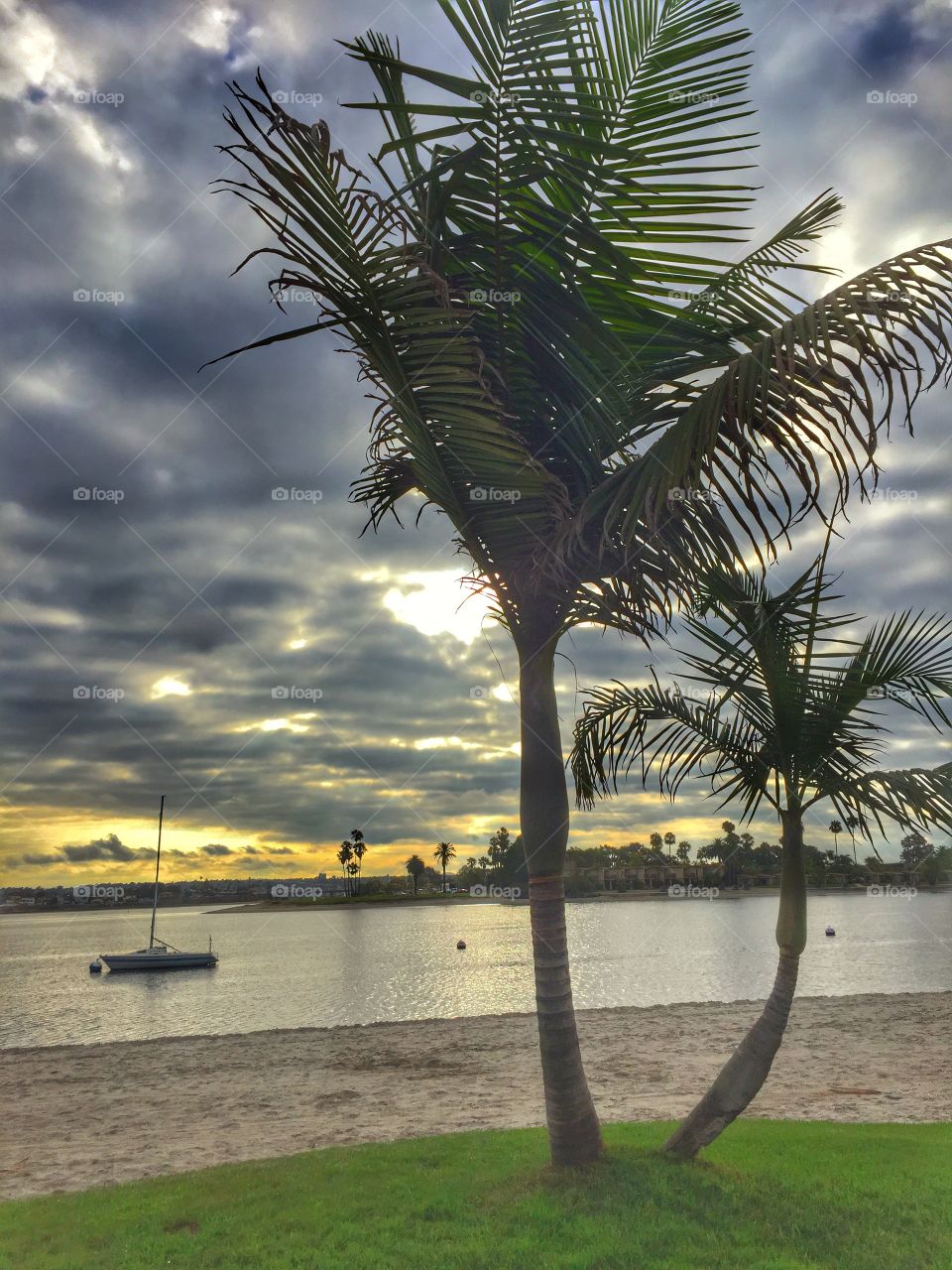 Palm sunset. Sunset in the palms of San Diego