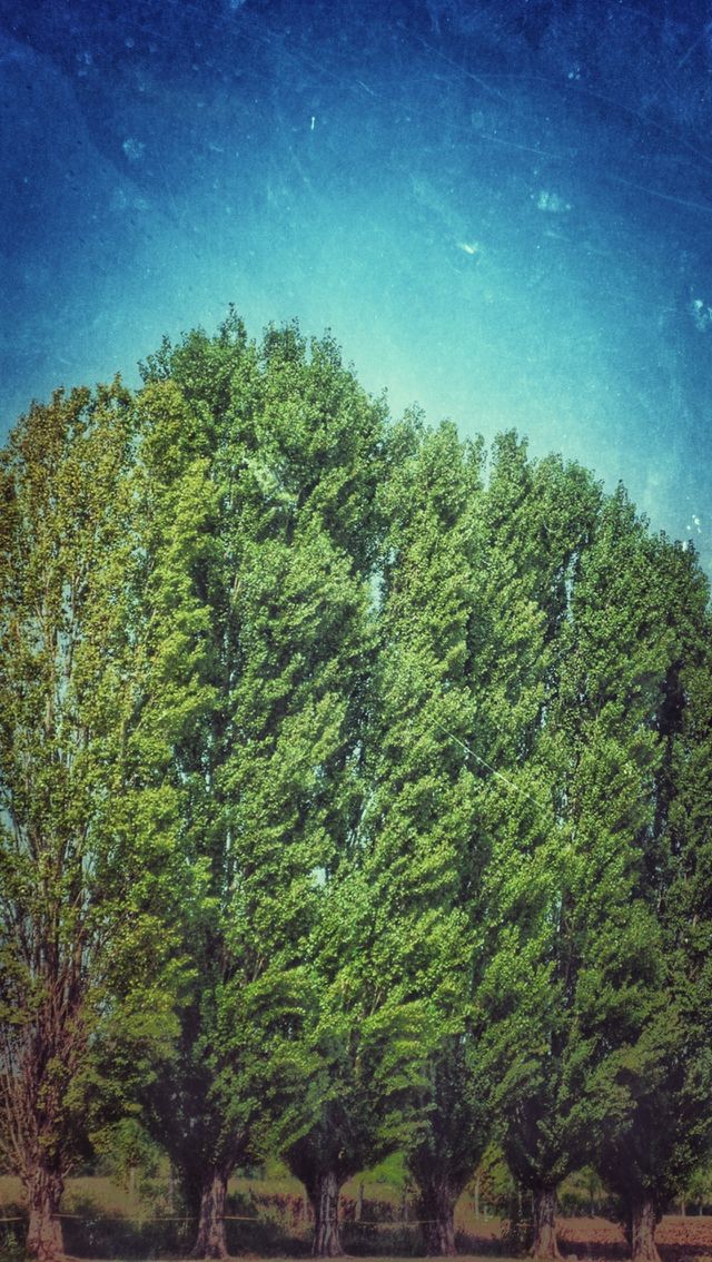 Trees and aky