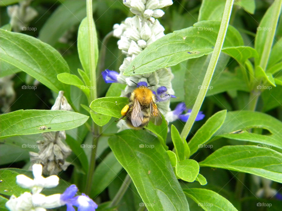 green flower bee wild life by heim.bogdan