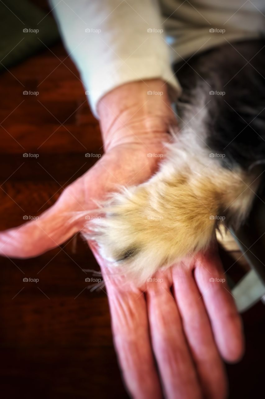 Dogs Love Senior Citizens 